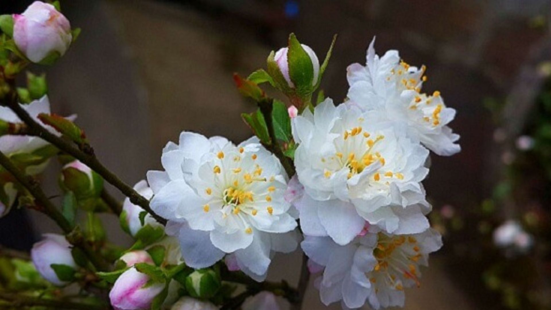 Ý Nghĩa Phong Thủy Của Hoa Nhất Chi Mai